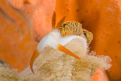 A study of orange. 
This Moridilla brockii motored over ... by Kristin Anderson 